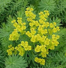 Steppen Wolfsmilch - Euphorbia
