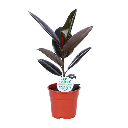 Ficus elastica abidjan - ficus,