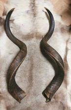 Kudu Antilope Kudu Hörner Krampus Perchten Fasnet Larp Geweih