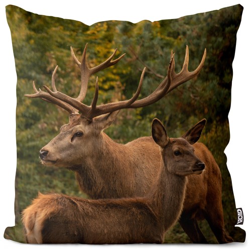 Hirsch wald geweih - wald,