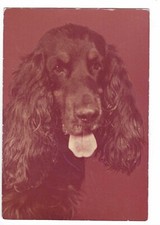 M1027 AK Cocker Spaniel Fotografie als AK ungelaufen ca. 1970