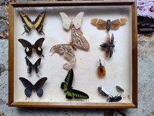 Schmetterlinge Sammlung Schaukasten echt präparierte Konvolut selten Käfer Peru