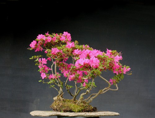 Bonsai outdoor winterhart