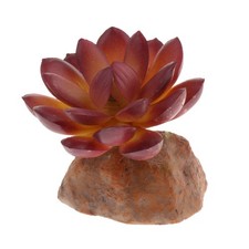 Sukkulente Anlage mit