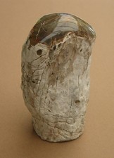 Versteinertes Holz Madagaskar