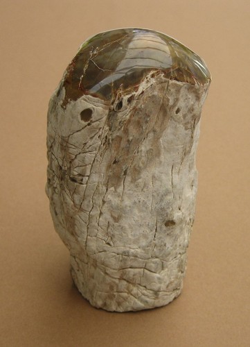 Versteinertes holz madagaskar - holz,