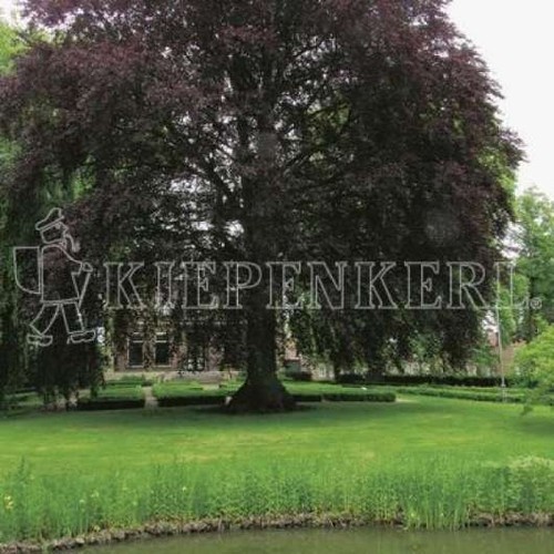 Kiepenkerl rsm 1 - rsm, 7.3.1