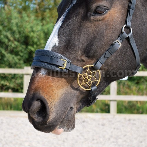 Jasmin blume hackamore - jasmin,