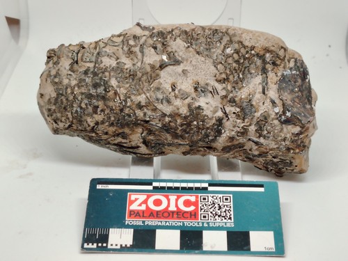 Fossil fischknötchen sheppey - fischknötchen,,