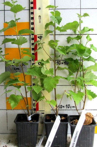 Betula ermanii goldbirke - betula,
