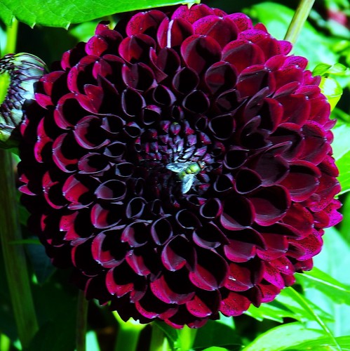 Dahlien - (◕‿◕)\@,
