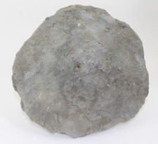 Koralle, Favosites sp., Silur