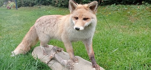 Dekofigur fuchs als - dekofigur,