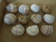 11 Weinbergschnecken leer Deko