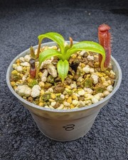 Nepenthes edwardsiana 08