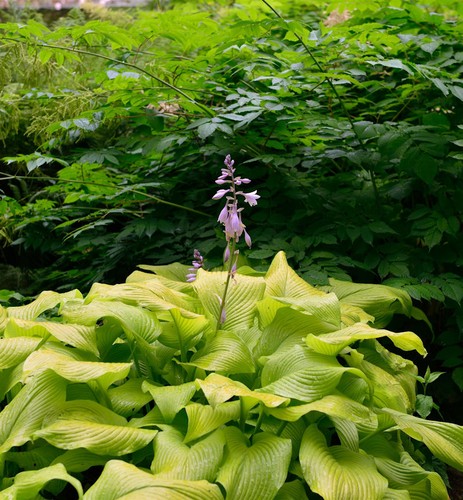 Funkie sun power hosta - funkie,