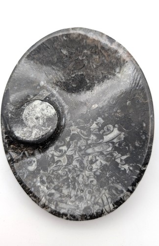 Sm0180 orthoceras - sm0180,