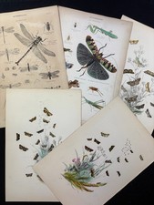 The Genera of British Moths Humphreys 1860 Sammlung Handkoloriert und andere