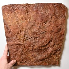 Crinoide fossil scyphocrinites - crinoide,