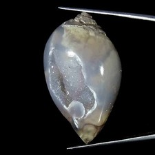 141.00Cts Natürlich Fossil