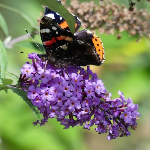 Sommerflieder buddleja davidii - sommerflieder,