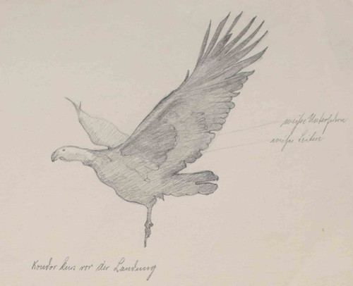 Gustav kastner kondor - gustav, vogel