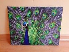 Bild auf Leinwand Leinwandbild Tier Pfau Paradiesvogel Wand Dekoration 40x30 cm