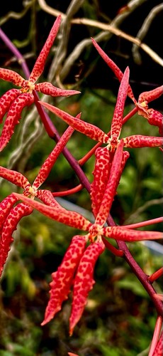 Renanthera hybride new - renanthera,
