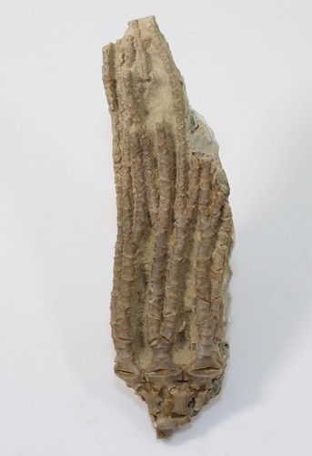 Crinoide corythocrinus sp - crinoide,,