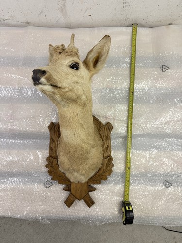 Rehbock perückenbock kopf - perückenbock,
