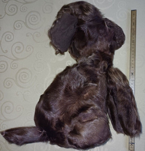 Echt persianerfell hund - persianerfell,,