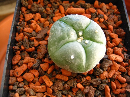 Ariocarpus will - .,