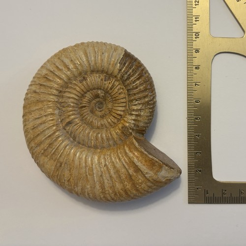 Ammonit fossil mittelgroß - ammonit,