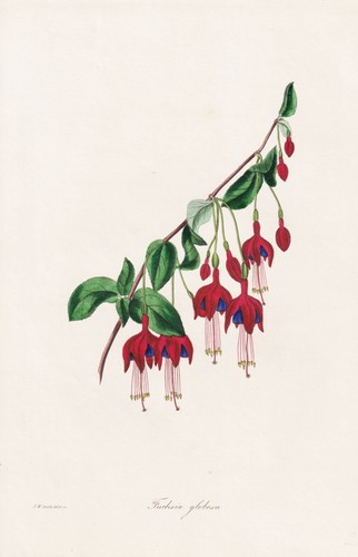 Fuchsia globosa fuchsien - globosa,