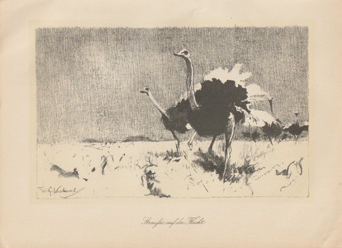Strausse auf der flucht - strausse,