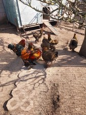 Brahma Eier, 10 Stück