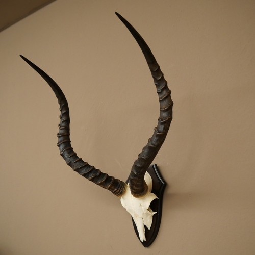 Impala antilope - impala,