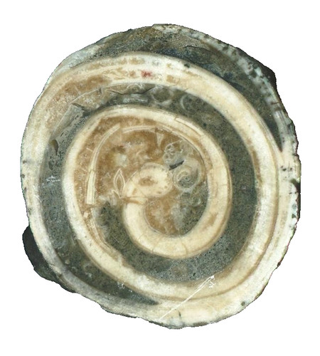 Versteinerte - 1,