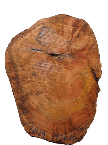 Thuja wurzelholz thuya - 1x,