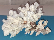 alter weißer Kalkmantel einer Koralle für Aquarium, Dekoration, TOP B59