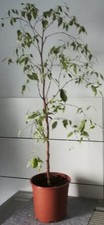 Ficus Benjamin Zimmerpflanze Immergrün 