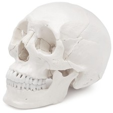 Osteopathie Anatomie Schädel