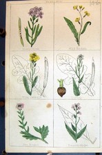 Alter Raureifstock Rakete