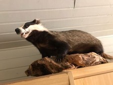 Dachs, Fuchs, Marder auf