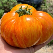 Tomatensamen (100+); nicht sortierte Mischung aller meiner Sorten aus 2024