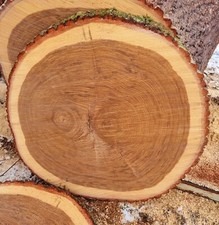 Baumscheibe Eiche 50-60cm