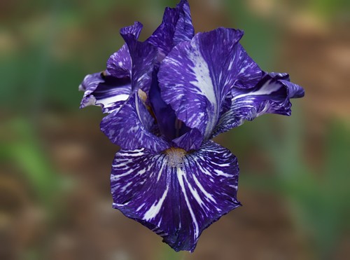 Schwertlilie iris batik - schwertlilie,