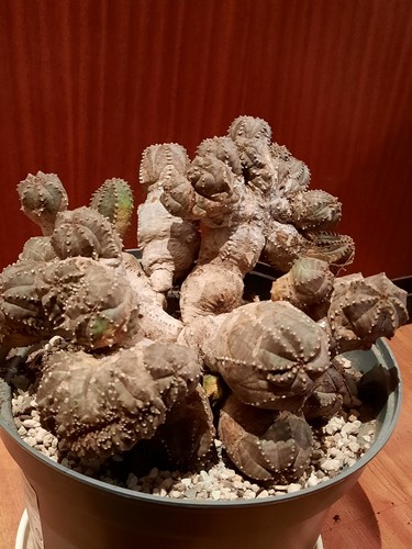 Euphorbia pseudoglobosa xxl - euphorbia,