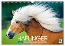 Haflinger: Die blonden Pferde
