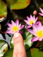 Rosa Zwergseerose schnellwachsende Aquariumpflanzen gegen Algen im Aquarium !